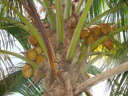 Betaína de Coco (Cocamidopropyl Betaine)